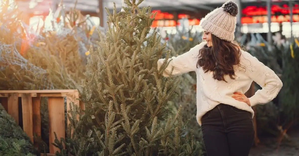 Exploring the Best Evergreen Shrubs for Your Home in Westminster